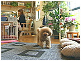 豆助 きょうのわんこ 写真3
