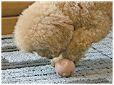 豆助 きょうのわんこ 写真4