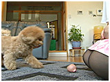 豆助 きょうのわんこ 写真5