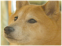 チャチャ きょうのわんこ 写真1