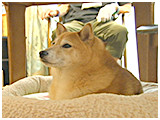 チャチャ きょうのわんこ 写真2