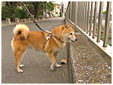 チャチャ きょうのわんこ 写真3