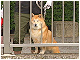 チャチャ きょうのわんこ 写真5