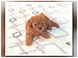 フク きょうのわんこ 写真3