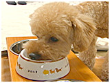 フク きょうのわんこ 写真5