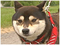 はな きょうのわんこ 写真1
