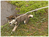 はな きょうのわんこ 写真3