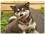 はな きょうのわんこ 写真4