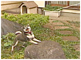 はな きょうのわんこ 写真5