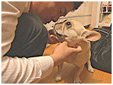 きなこ きょうのわんこ 写真3