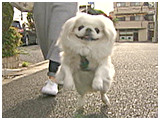 ミルキー きょうのわんこ 写真2