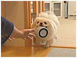 ミルキー きょうのわんこ 写真4
