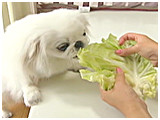 ミルキー きょうのわんこ 写真5