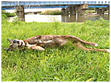アクセル きょうのわんこ 写真4