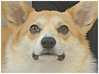 ニモ きょうのわんこ 写真1