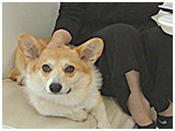 ニモ きょうのわんこ 写真2