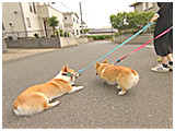 ニモ きょうのわんこ 写真4