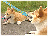 ニモ きょうのわんこ 写真5