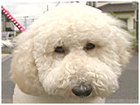 ウィズ きょうのわんこ 写真1