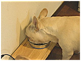 ひかる きょうのわんこ 写真3