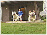 ひかる きょうのわんこ 写真5