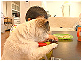 マル きょうのわんこ 写真4