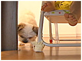 マル きょうのわんこ 写真5