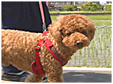 くぅ きょうのわんこ 写真2