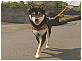 福 きょうのわんこ 写真2
