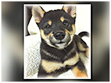 福 きょうのわんこ 写真3
