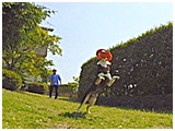 福 きょうのわんこ 写真5