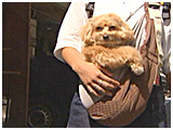 マカナニ きょうのわんこ 写真2