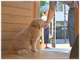 マカナニ きょうのわんこ 写真4