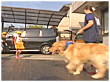 ジョニー きょうのわんこ 写真3