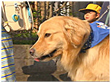 ジョニー きょうのわんこ 写真5