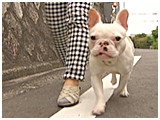 ころん きょうのわんこ 写真2