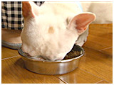 ころん きょうのわんこ 写真3