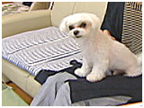 風太 きょうのわんこ 写真2