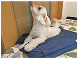 風太 きょうのわんこ 写真4