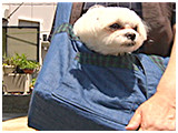 風太 きょうのわんこ 写真5