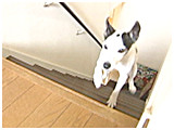 スープ きょうのわんこ 写真3