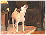 スープ きょうのわんこ 写真4