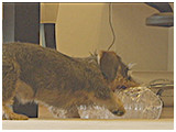 ころすけ きょうのわんこ 写真4