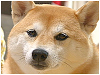 和 きょうのわんこ 写真1