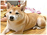 和 きょうのわんこ 写真2