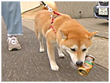 和 きょうのわんこ 写真4