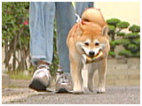 和 きょうのわんこ 写真5