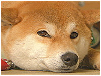 ちい きょうのわんこ 写真1