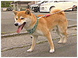 ちい きょうのわんこ 写真2