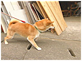 ちい きょうのわんこ 写真3